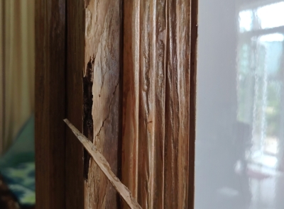 Khung Cửa Gỗ Bị Mối Mọt: Nên Sửa Hay Thay Mới?
